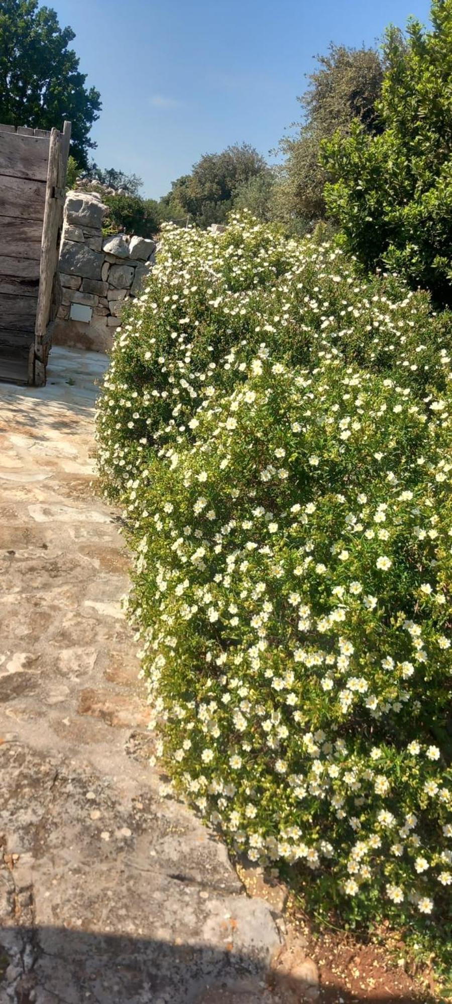 Trullo Gio Villa Cisternino Ngoại thất bức ảnh
